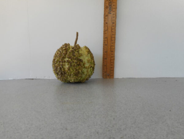 African Warty Gourd Seed