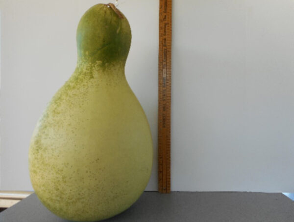 African Wine Kettle Gourd Seed