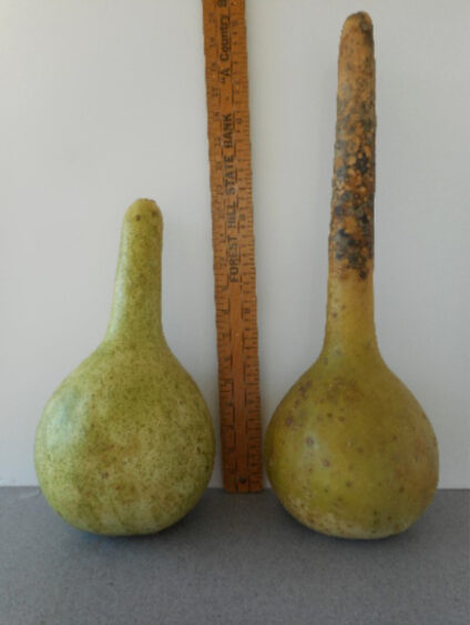Apache Dipper Gourd Seed