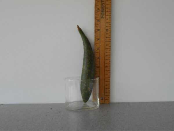 Banana Gourd Seed **