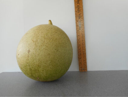 Basketball Gourd Seed