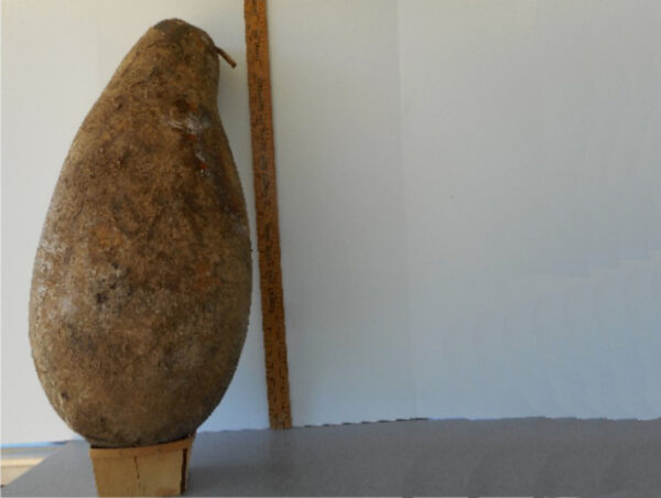Big Bear Gourd Seed