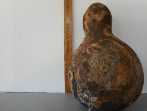 Big Bottle Gourd Seed