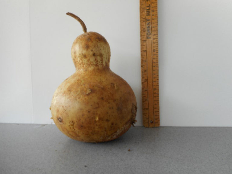 African Wine Kettle Gourd Seed Benjamin's Landing