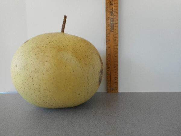 Bushel Gourd Seed