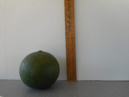 Cannonball Gourd Seed