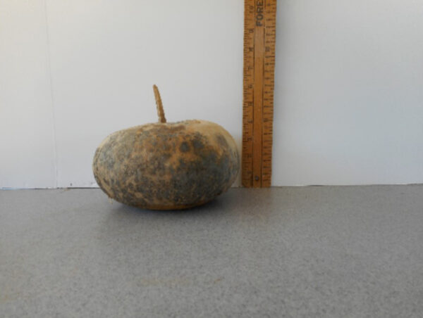 Canteen Gourd Seed