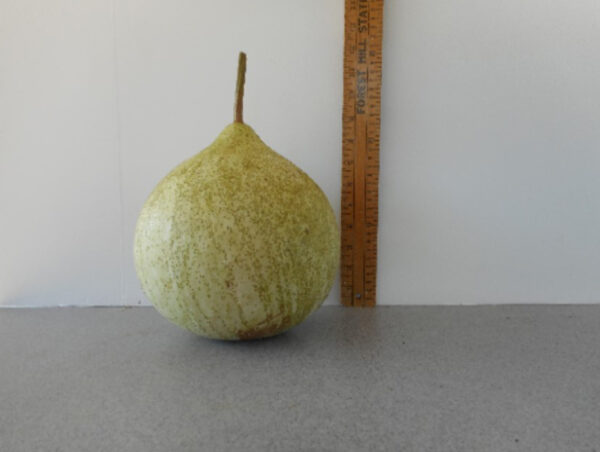 Copper Canyon Canteen Gourd Seed