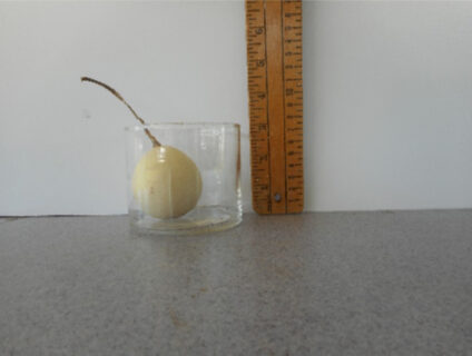 Egg Gourd Seed #