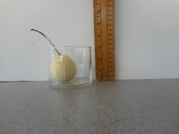 Egg Gourd Seed #