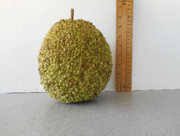 French Bule Gourd Seed