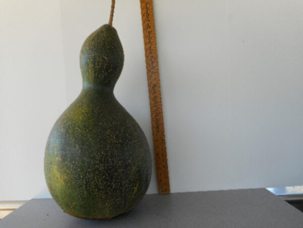 Giant Pear Gourd Seed