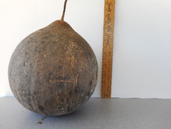Green Drum Gourd Seed