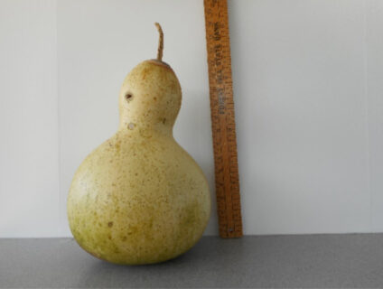 Hawaiian Dance Mask Gourd Seed **