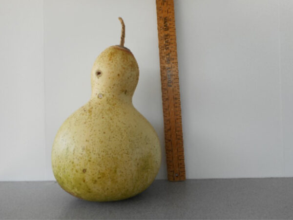 Hawaiian Dance Mask Gourd Seed **