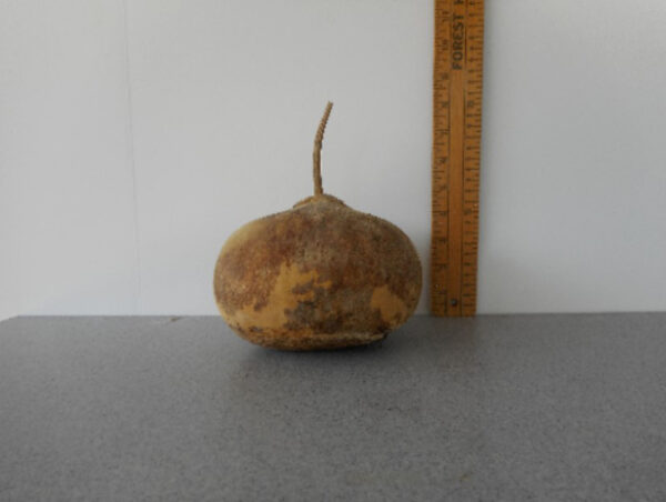 Hopi Rattle Gourd Seed