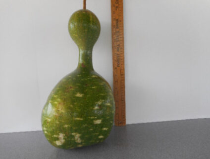 Indonesian Bottle Gourd Seed