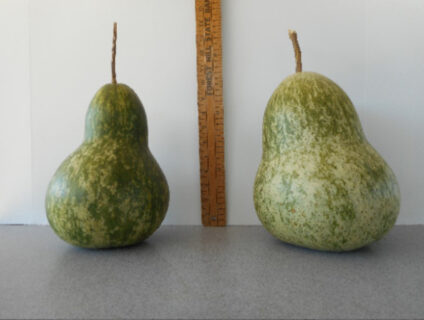 Kettle Gourd Seed