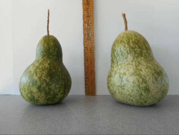 Kettle Gourd Seed