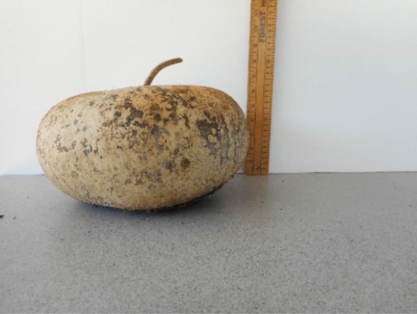 Large Canteen Gourd Seed Benjamin's Landing