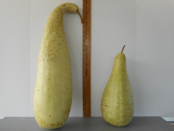 Large Penguin Gourd Seed