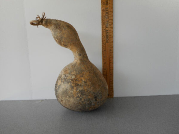 Lump In Neck Gourd Seed