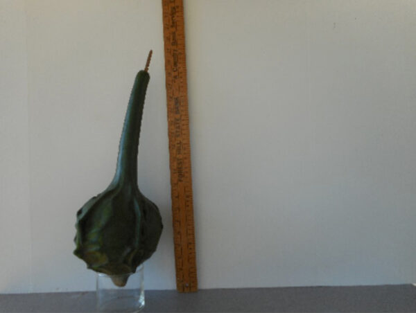 Maranka Gourd Seed