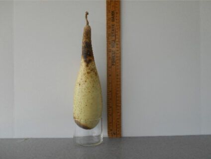 Medium Penguin Gourd Seed