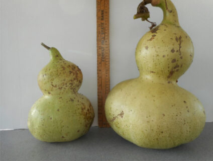 Mexican Water Bottle Gourd Seed **