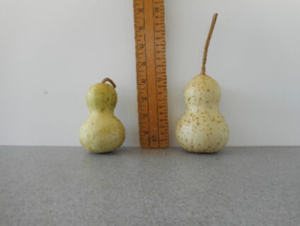 Mini Chinese Bottle Gourd Seed