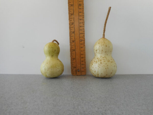 Mini Chinese Bottle Gourd Seed