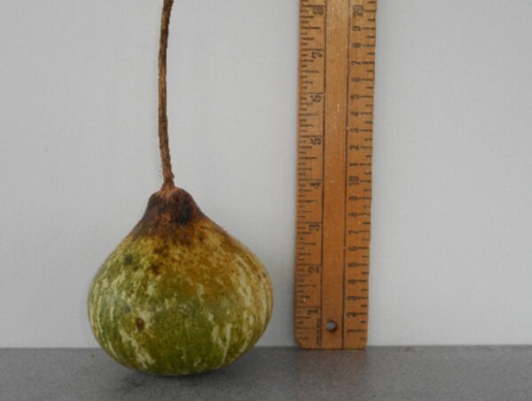 Mini Kettle Gourd Seed