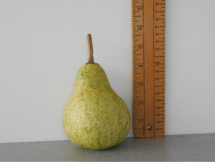 Mini Martin Gourd Seed