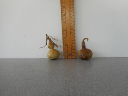 Mini Nigerian Bottle Gourd Seed
