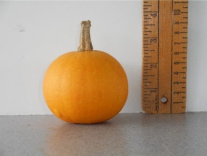 Orange Gourd Seed #