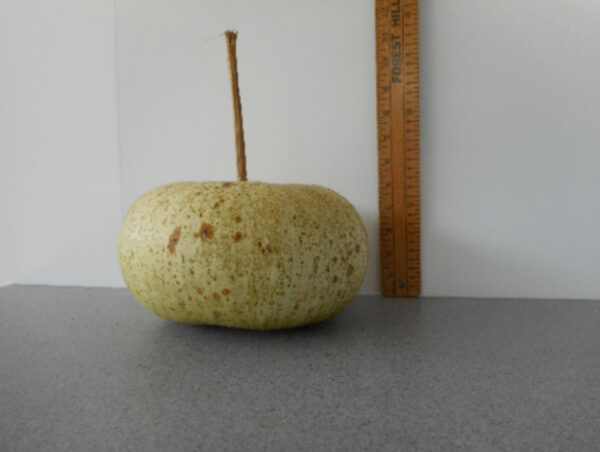 Peru Sugar Bowl Gourd Seed