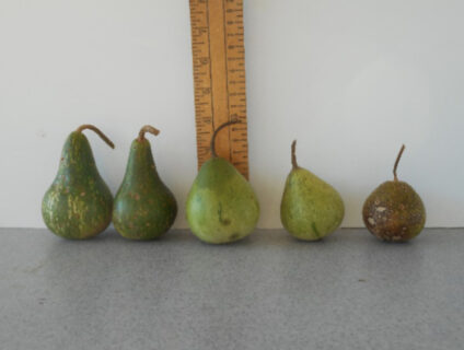 Peruvian Mix Gourd Seed