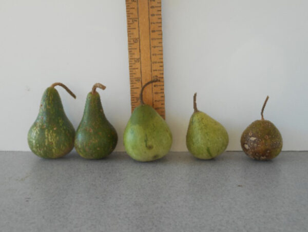 Peruvian Mix Gourd Seed