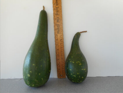 Powderhorn Gourd Seed **