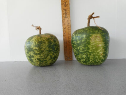Short Apple Gourd Seed