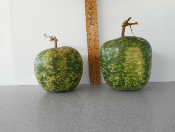 Short Apple Gourd Seed
