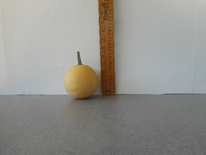 Small Ball Gourd Seed ** #