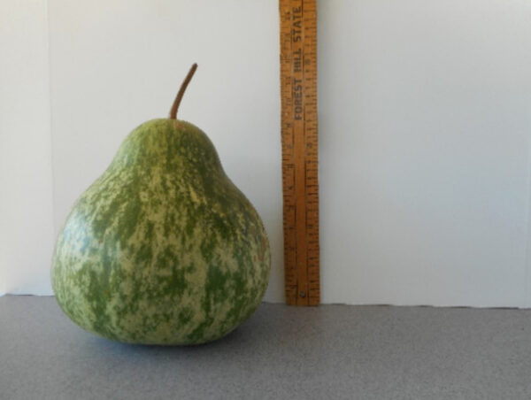 Small Kettle Gourd Seed