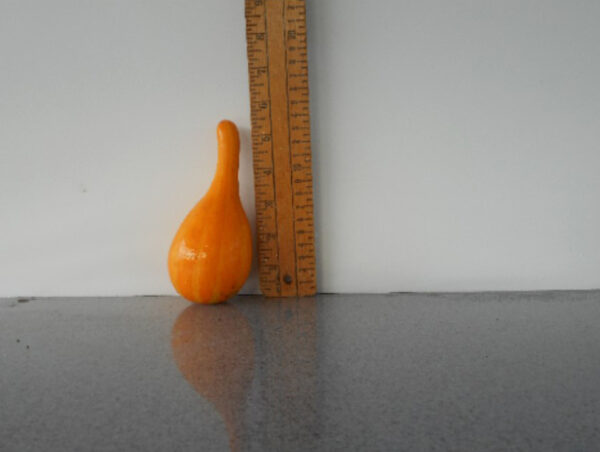 Spoon Gourd Seed ** #