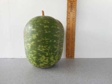 Tall Apple Gourd Seed