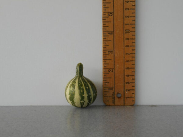 Tennessee Spinner Gourd Seed #