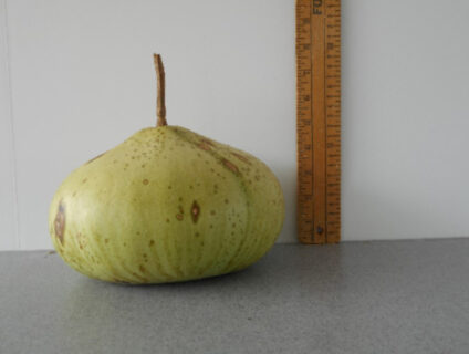Tobacco Box Gourd Seed