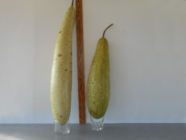 Vase Gourd Seed