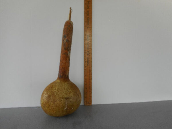 Water Jug Gourd Seed