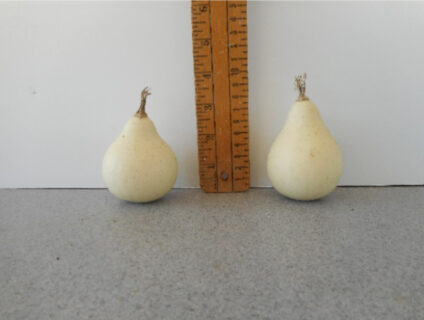 White Pear Gourd Seed**